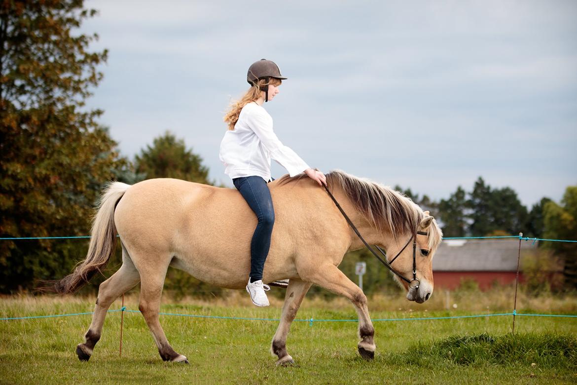 Fjordhest Lindelys Freja (Pony) - Og nu er vi så her. Der mangler så uendelig meget, men vi er da i det mindste på vej! <3. Jeg er umådelig stolt <3 (©Katja Jensen Photography) billede 3