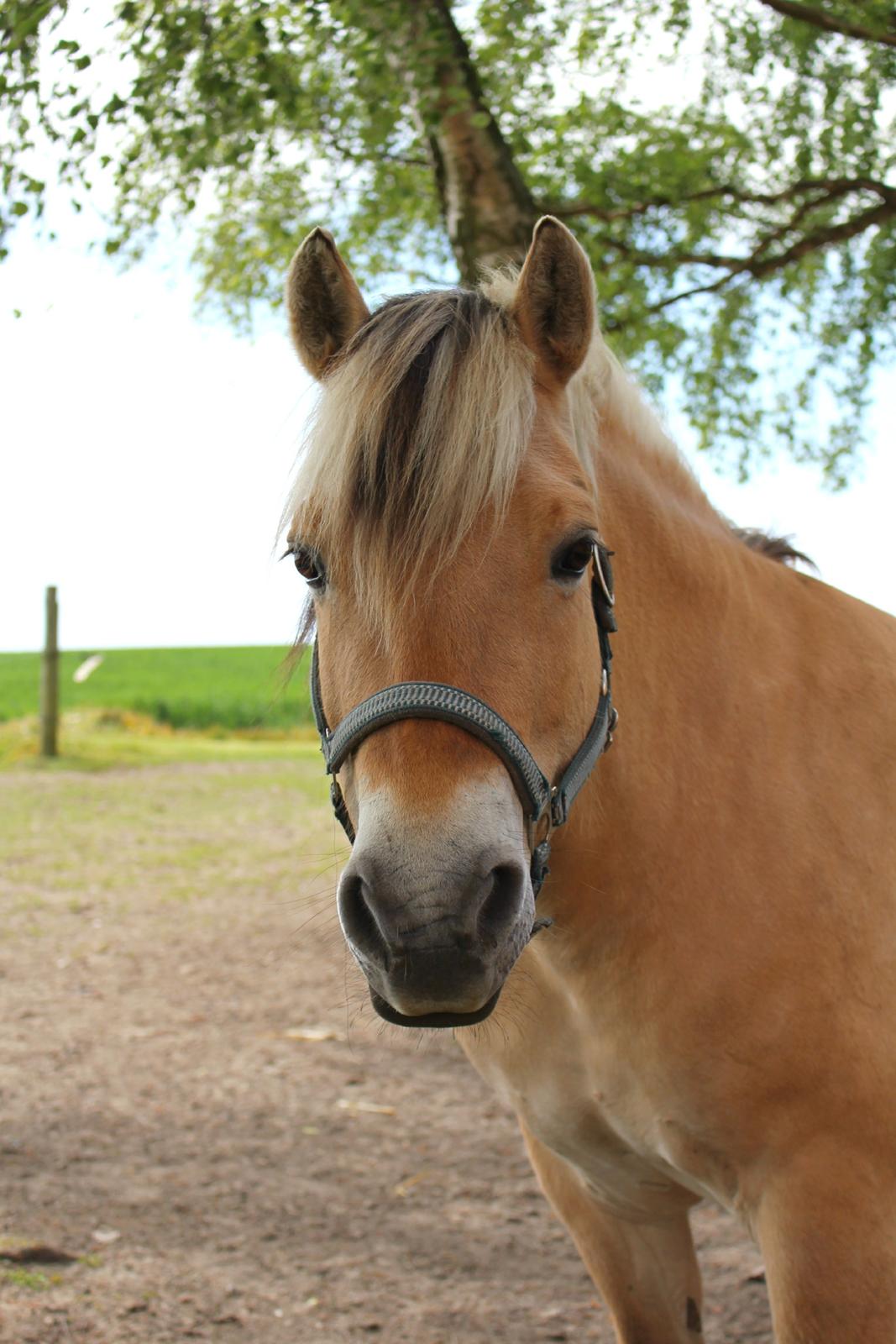Fjordhest Lindelys Freja (Pony) - Min smukke, glade honning-kage hest! billede 8