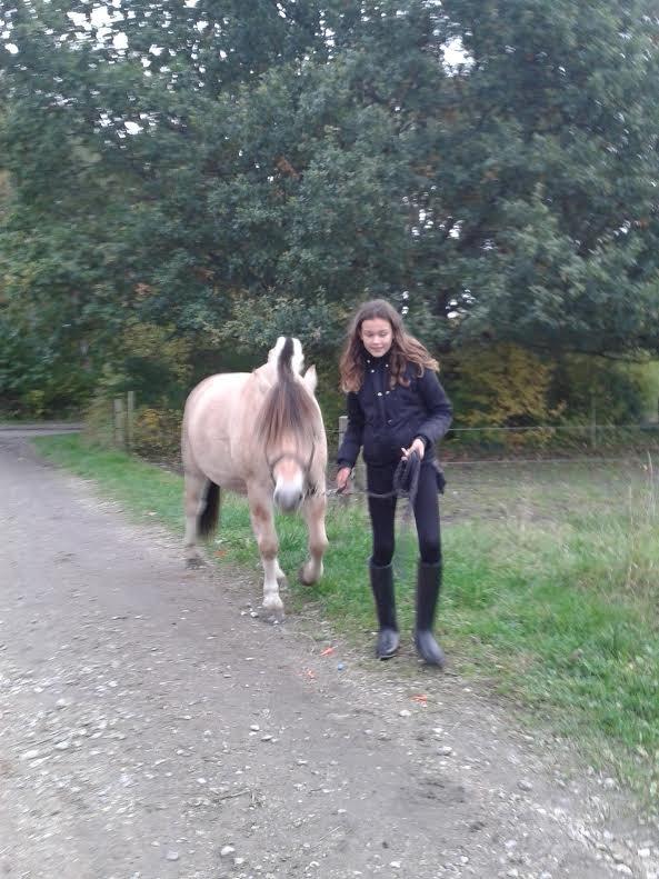 Fjordhest Milan - Jeg tør ikke billede 1