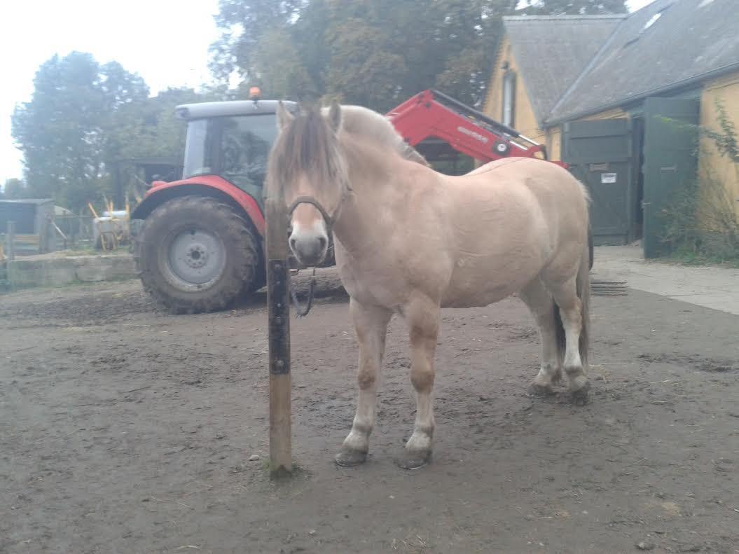 Fjordhest Milan billede 3