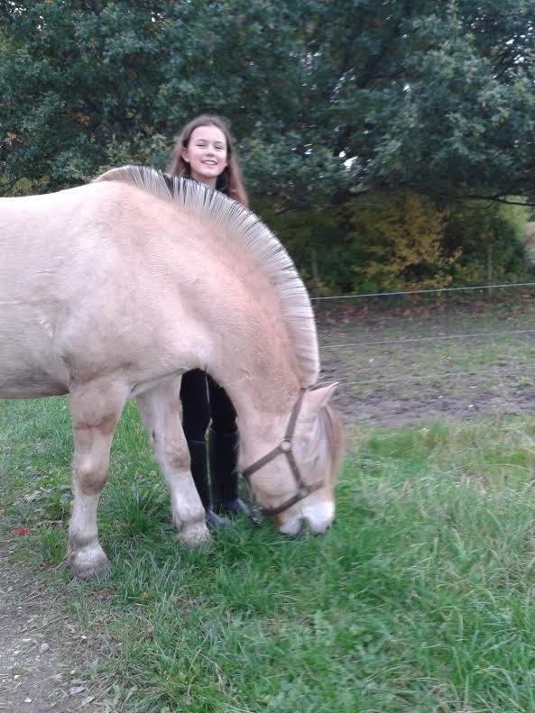 Fjordhest Milan - Græs græs billede 4