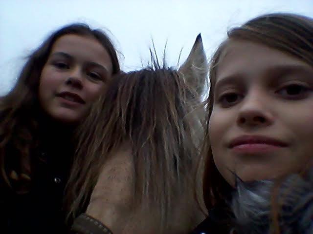 Fjordhest Milan billede 6