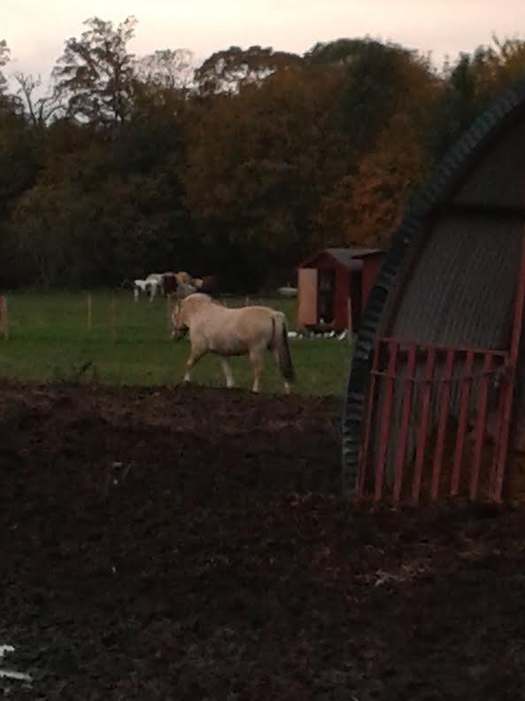 Fjordhest Milan - Det var dejligt at komme på fold billede 8