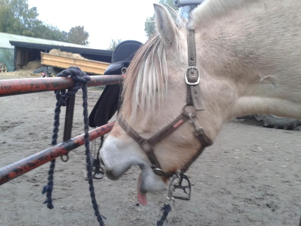 Fjordhest Milan - Nu gider jeg ikke sembelthen ikke mere billede 9