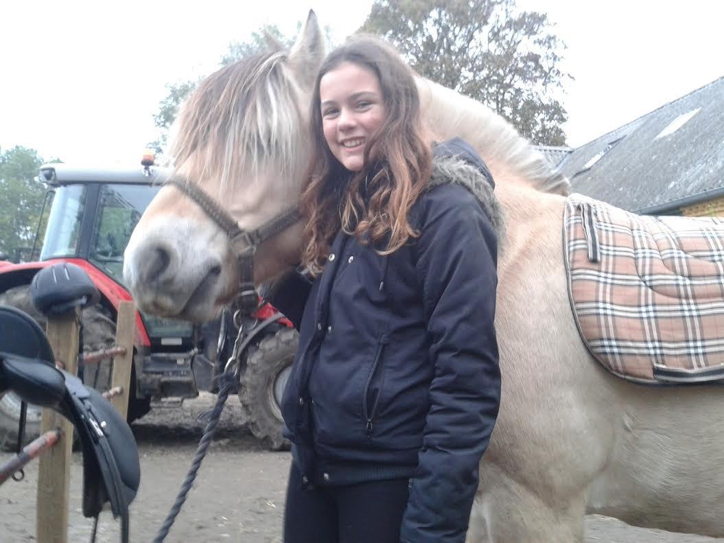 Fjordhest Milan billede 10