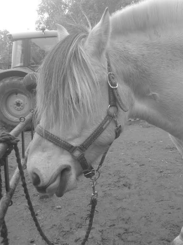 Fjordhest Milan - Det dejligt billede 11