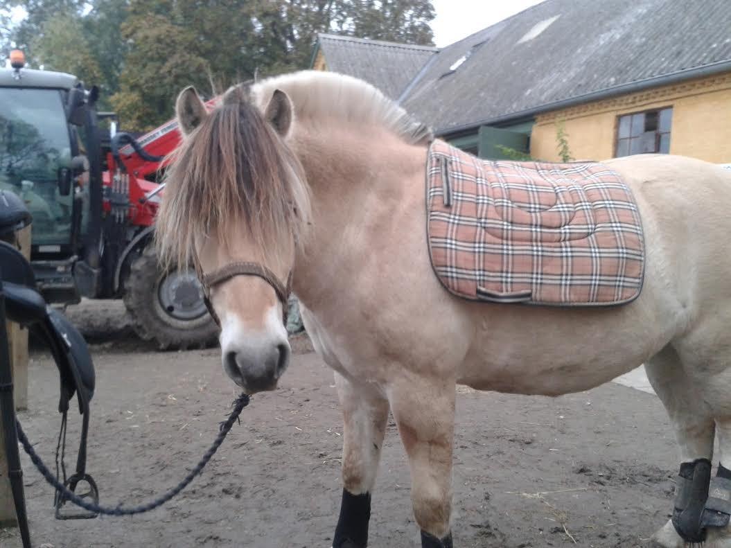 Fjordhest Milan - Jeg gider ikke ud at ride billede 12