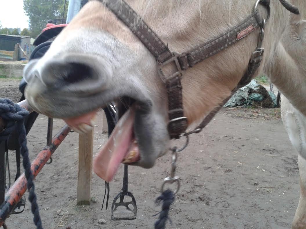 Fjordhest Milan - Jeg er så trædt billede 13