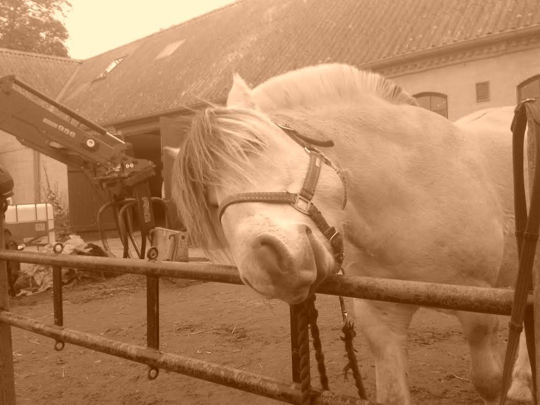 Fjordhest Milan - Se lige mig billede 15