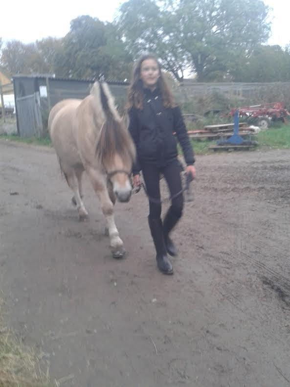 Fjordhest Milan - Jeg glæder mig til jeg skal på fold billede 16