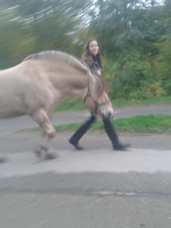 Fjordhest Milan - Hurdiger hurdiger hurdiger billede 17