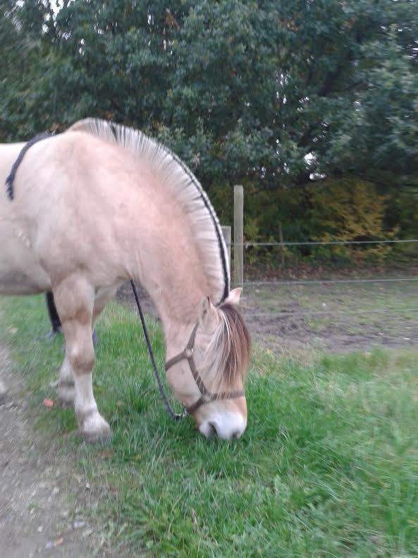 Fjordhest Milan - Jeg bliver her billede 18