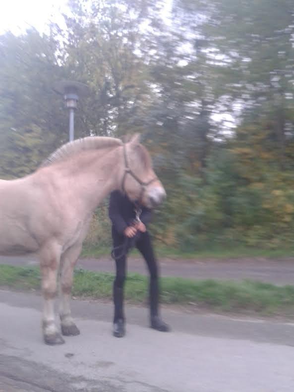 Fjordhest Milan - Hvad var det billede 19
