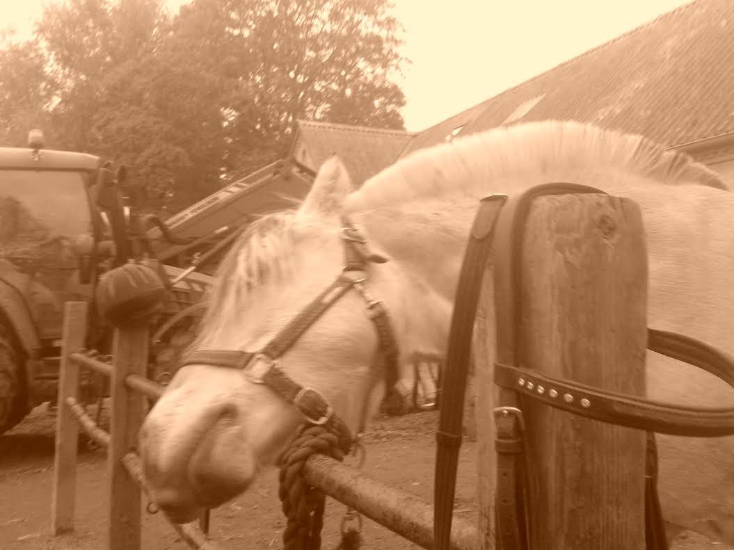 Fjordhest Milan - Det er så dejligt billede 20