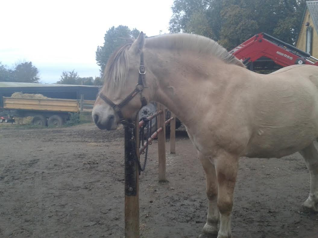 Fjordhest Milan billede 2