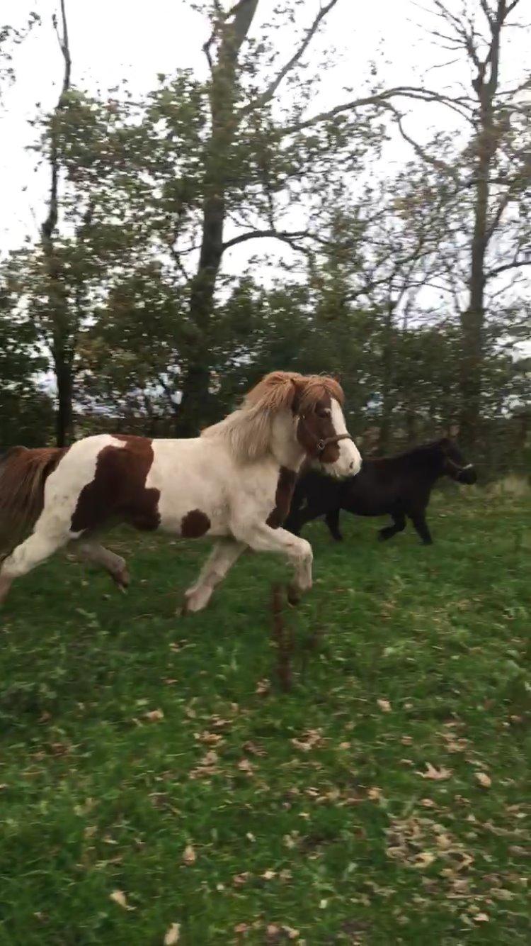 Islænder Vigga Fra Lille-Mosegaard billede 2