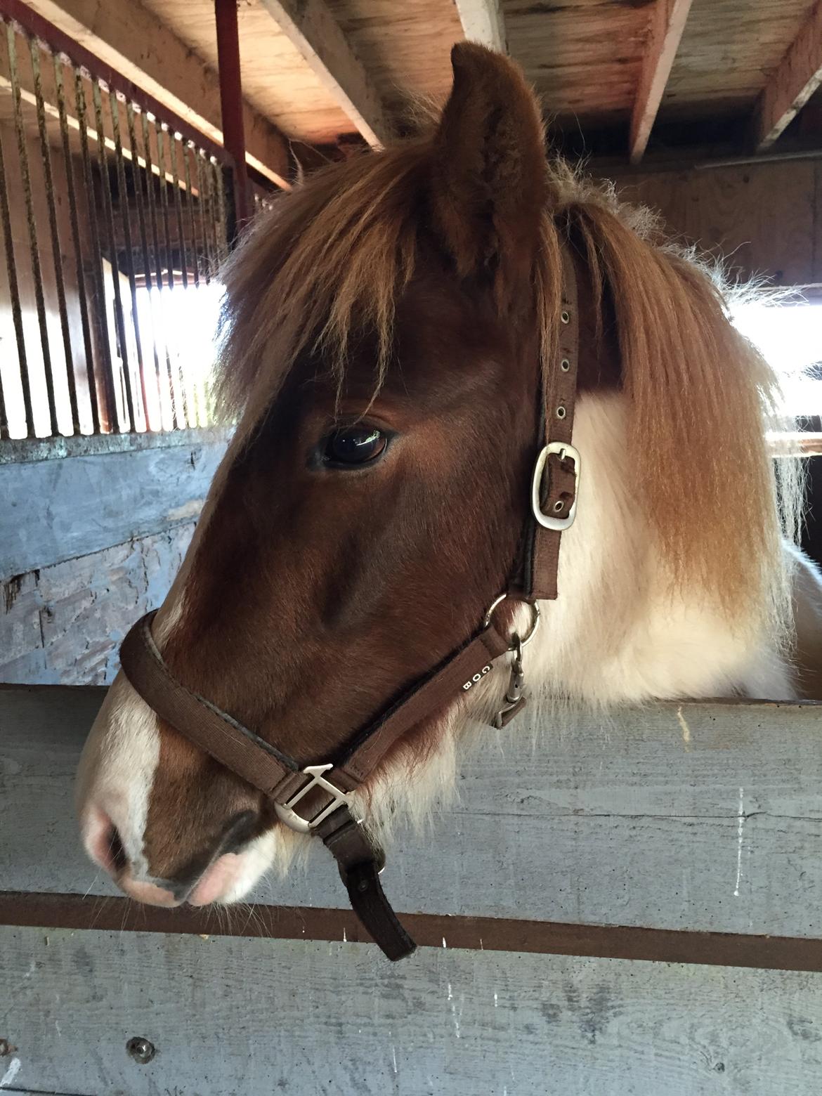 Islænder Vigga Fra Lille-Mosegaard billede 3