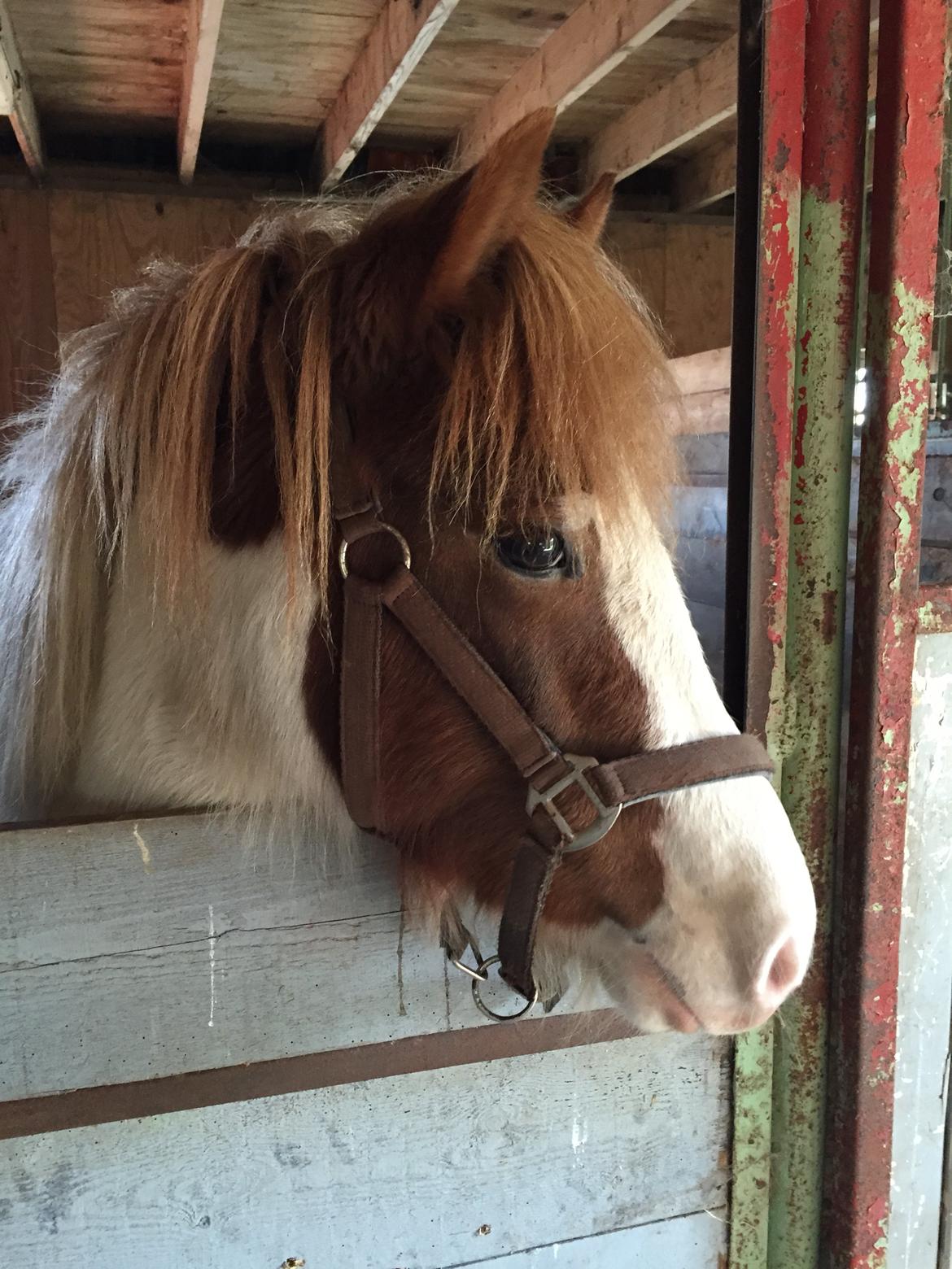 Islænder Vigga Fra Lille-Mosegaard billede 4