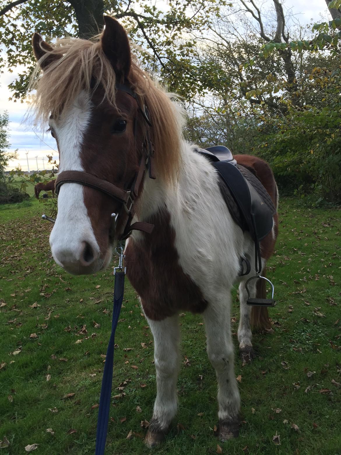 Islænder Vigga Fra Lille-Mosegaard billede 5
