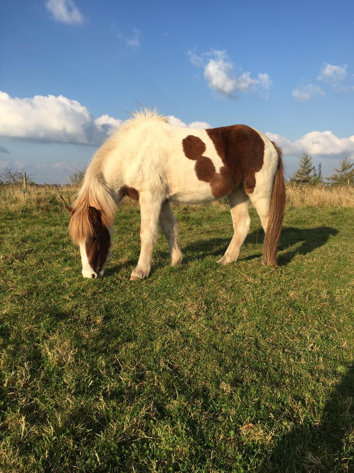 Islænder Vigga Fra Lille-Mosegaard billede 1
