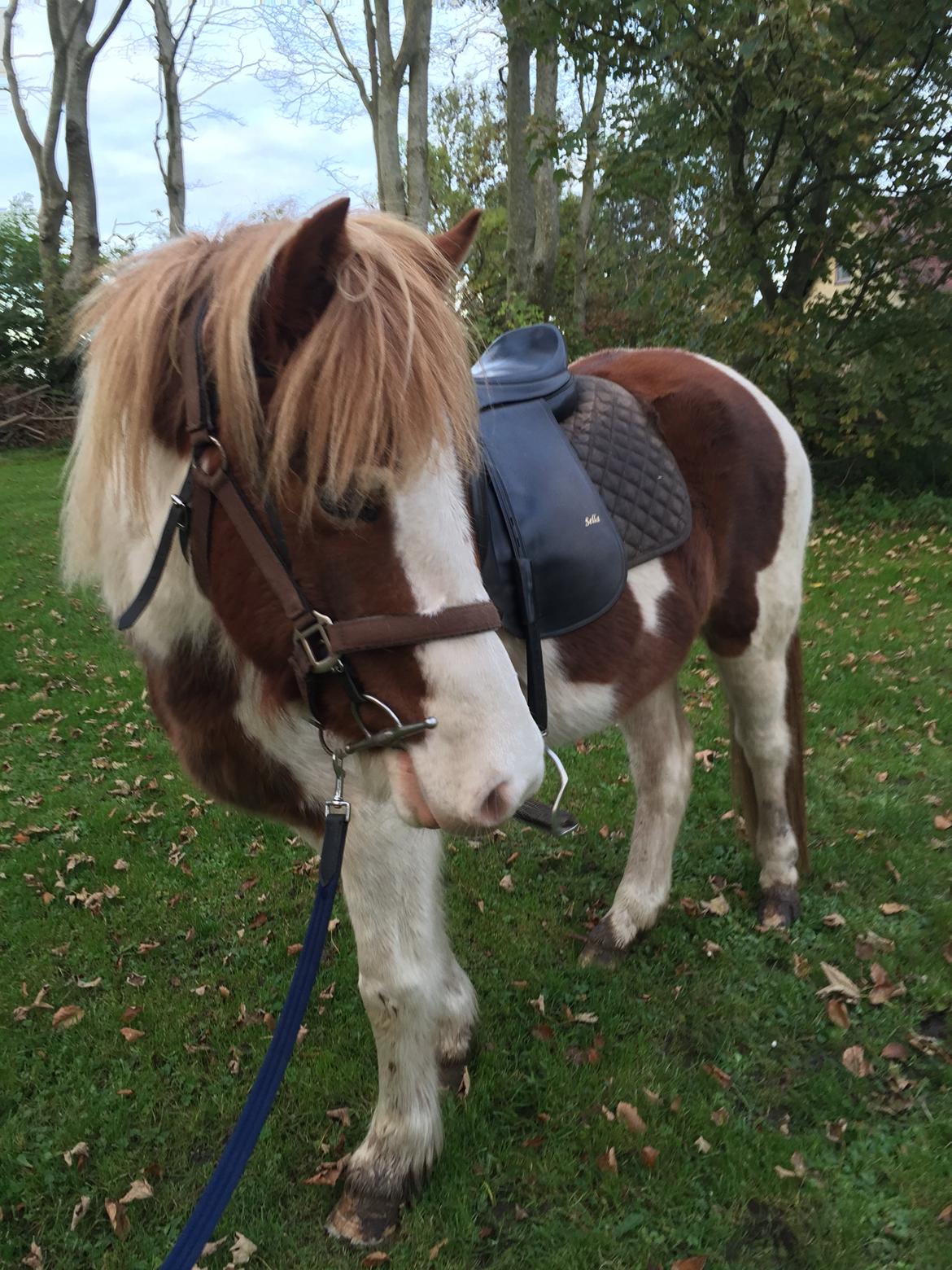 Islænder Vigga Fra Lille-Mosegaard billede 6