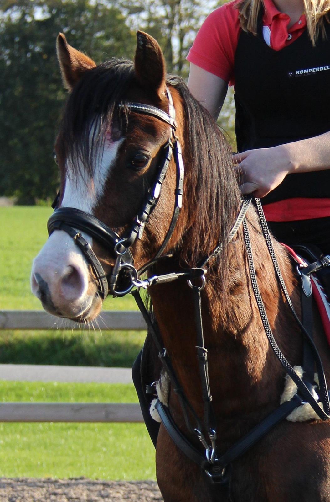 Welsh Pony (sec B) Bjerregårds Amino *Dino billede 9