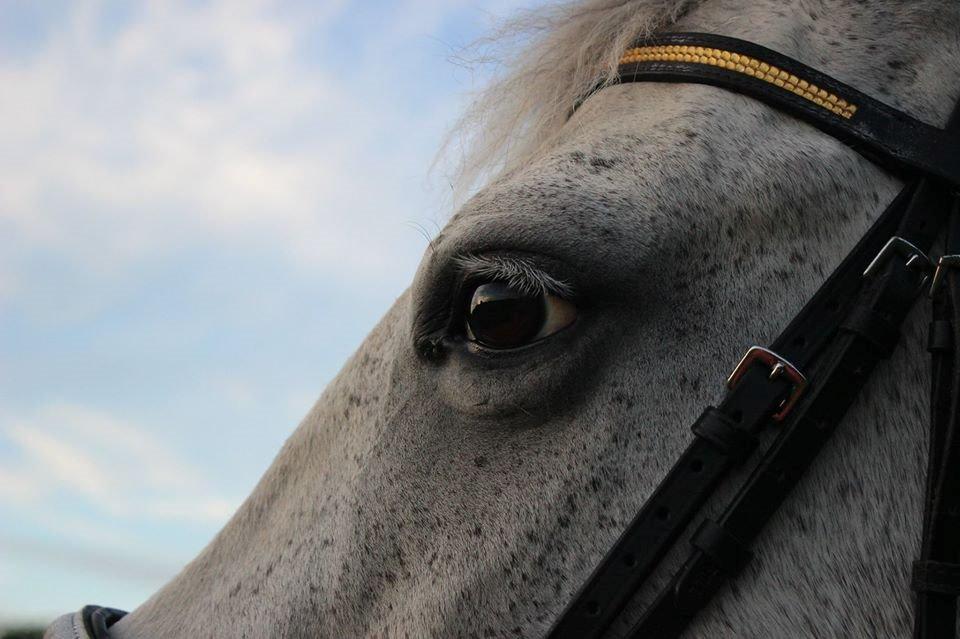 Anden særlig race Suri billede 8