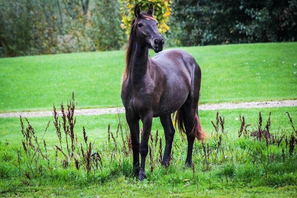 Anden særlig race Mitho's  Black N' Gold billede 11