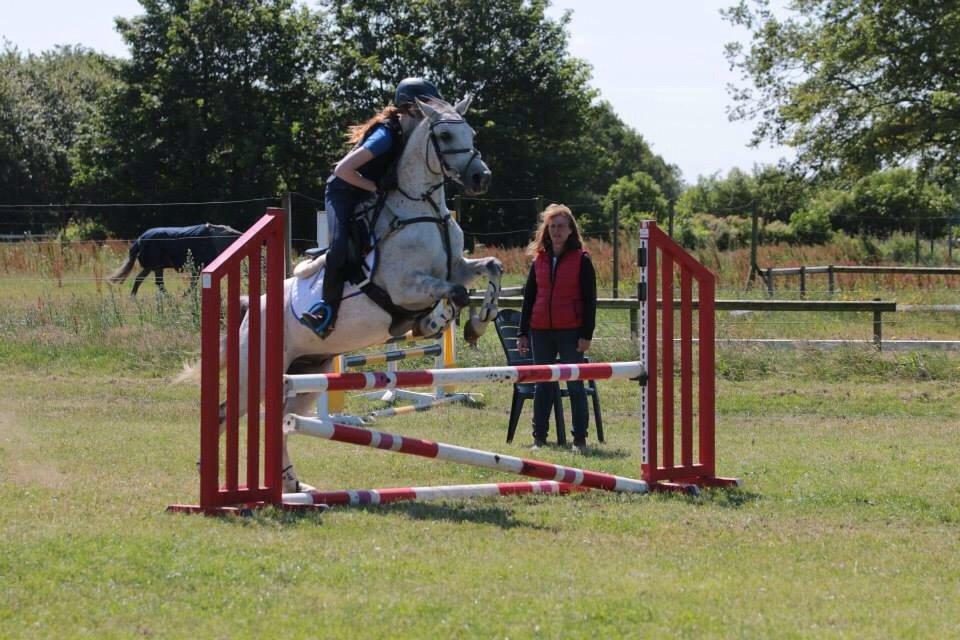 Irsk Sportspony Mr Blue Sky (Mister) billede 8