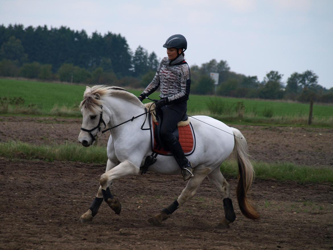 Fjordhest Lyngholms Arcon billede 39