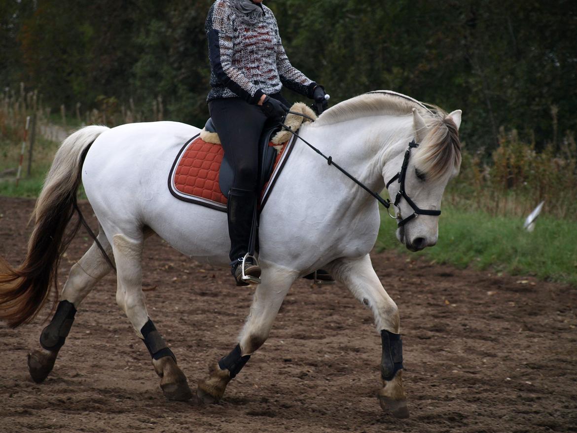 Fjordhest Lyngholms Arcon billede 15