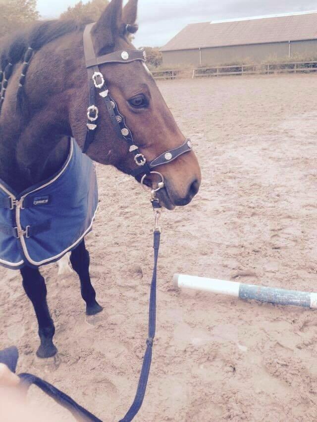 Hollandsk Varmblod Ravel billede 16