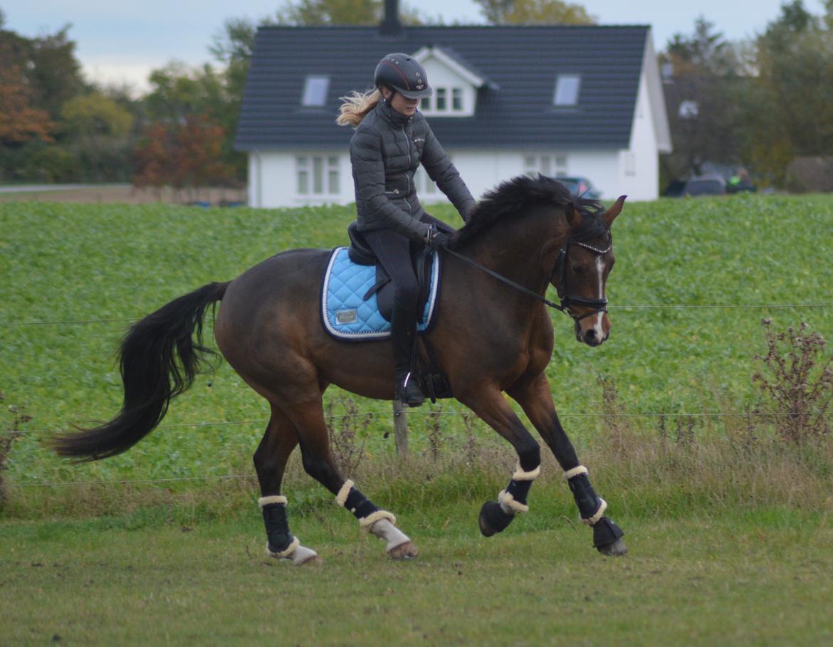 DSP Rumina Stengaard - Vores første ridetur hjemme - 21.10.15 billede 2