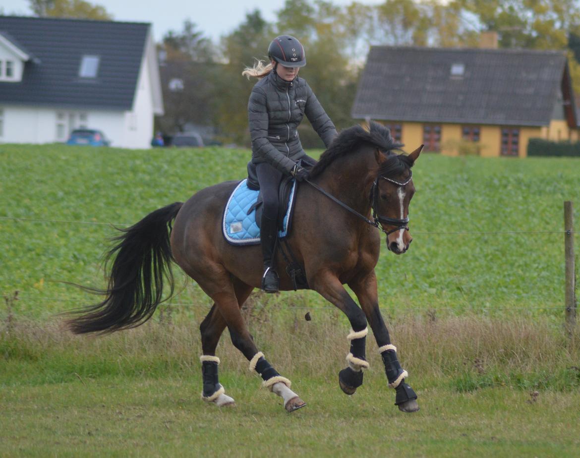 DSP Rumina Stengaard - Vores første ridetur hjemme - 21.10.15 billede 12