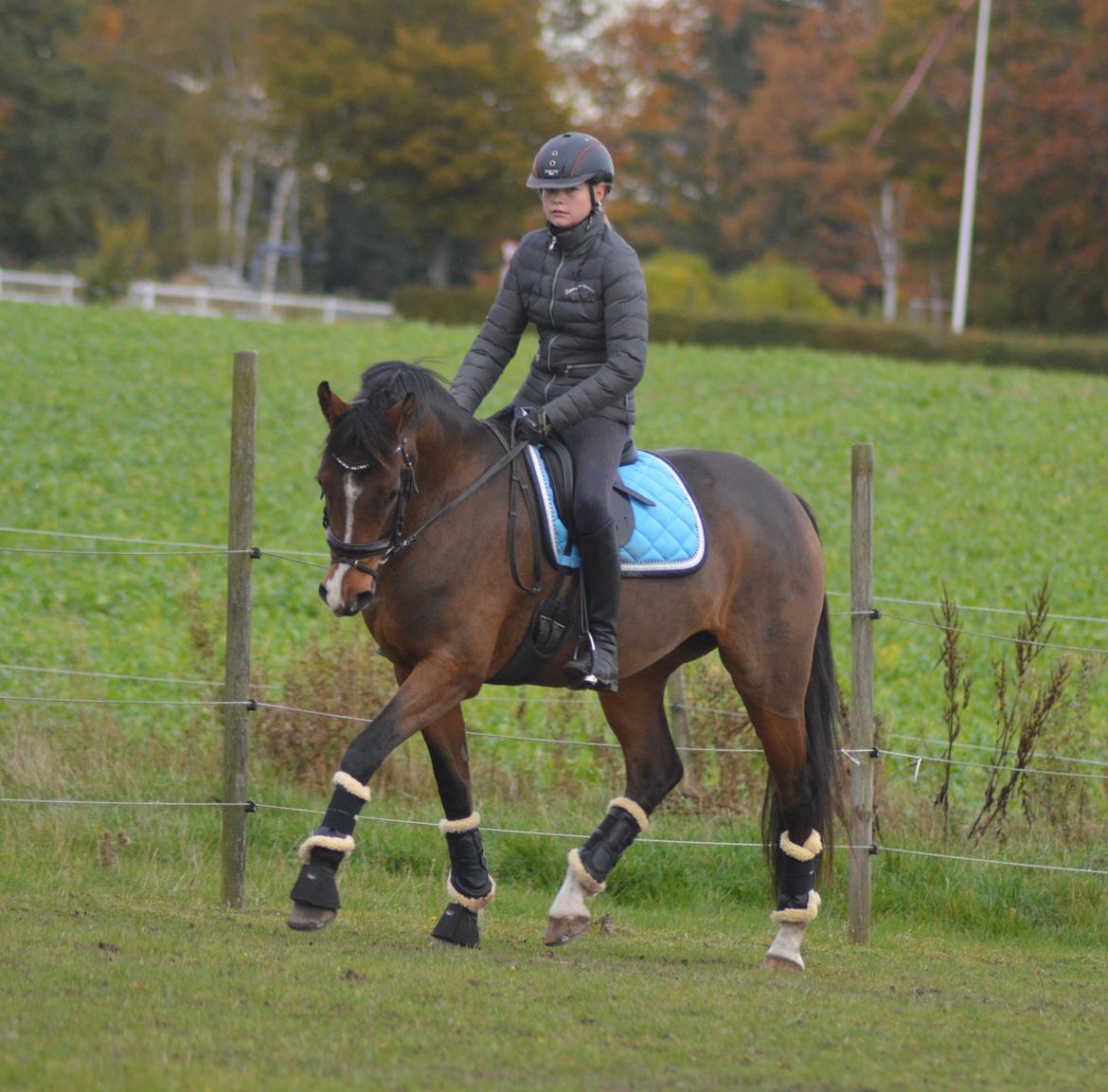 DSP Rumina Stengaard - Vores første ridetur hjemme - 21.10.15 billede 4