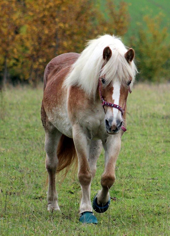 Haflinger Brombær solgt billede 16