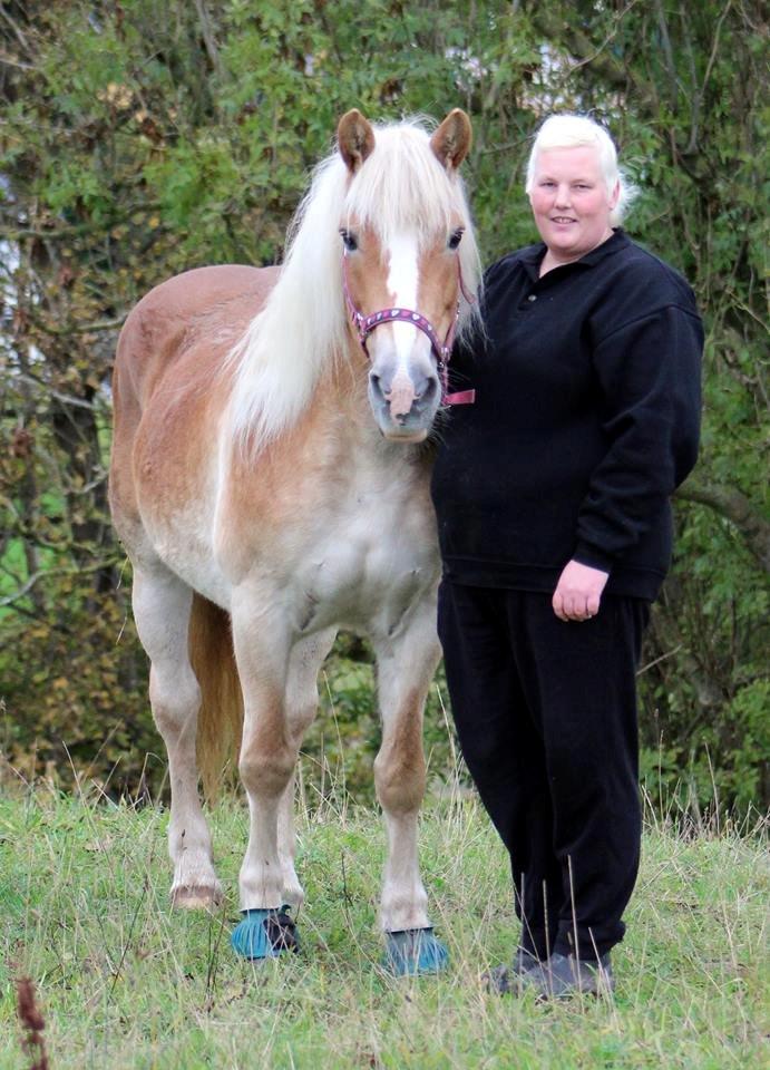 Haflinger Brombær solgt billede 20