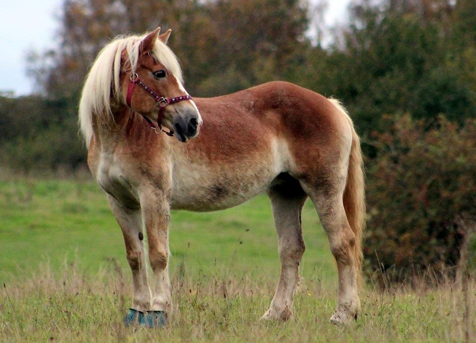 Haflinger Brombær solgt billede 18