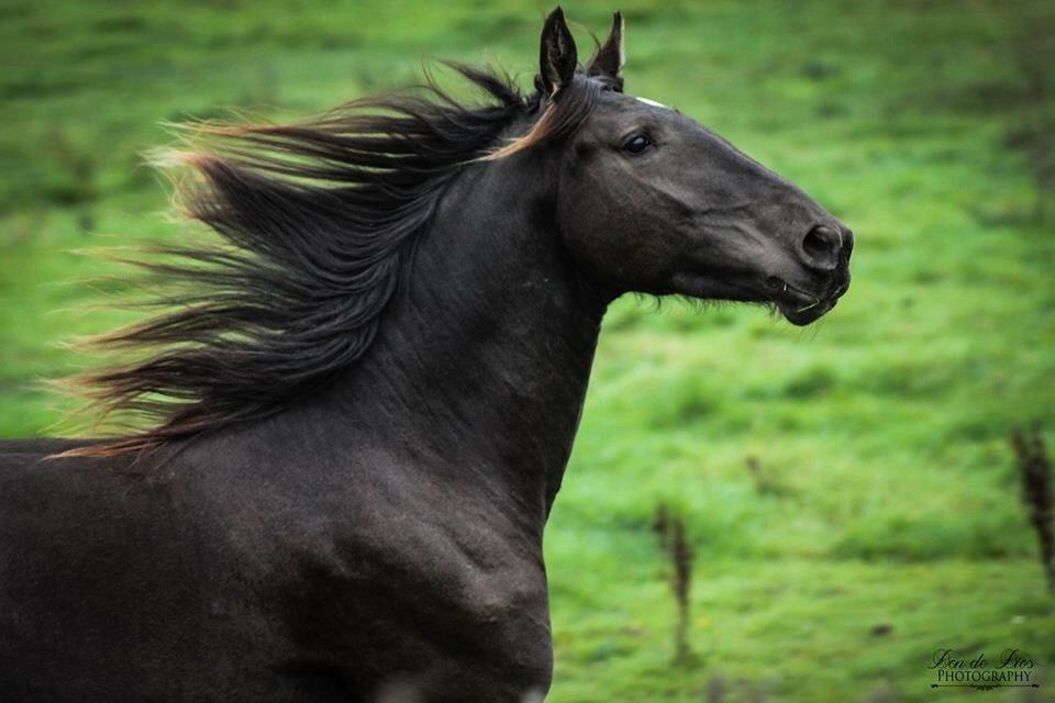 Anden særlig race Mitho's  Black N' Gold billede 17