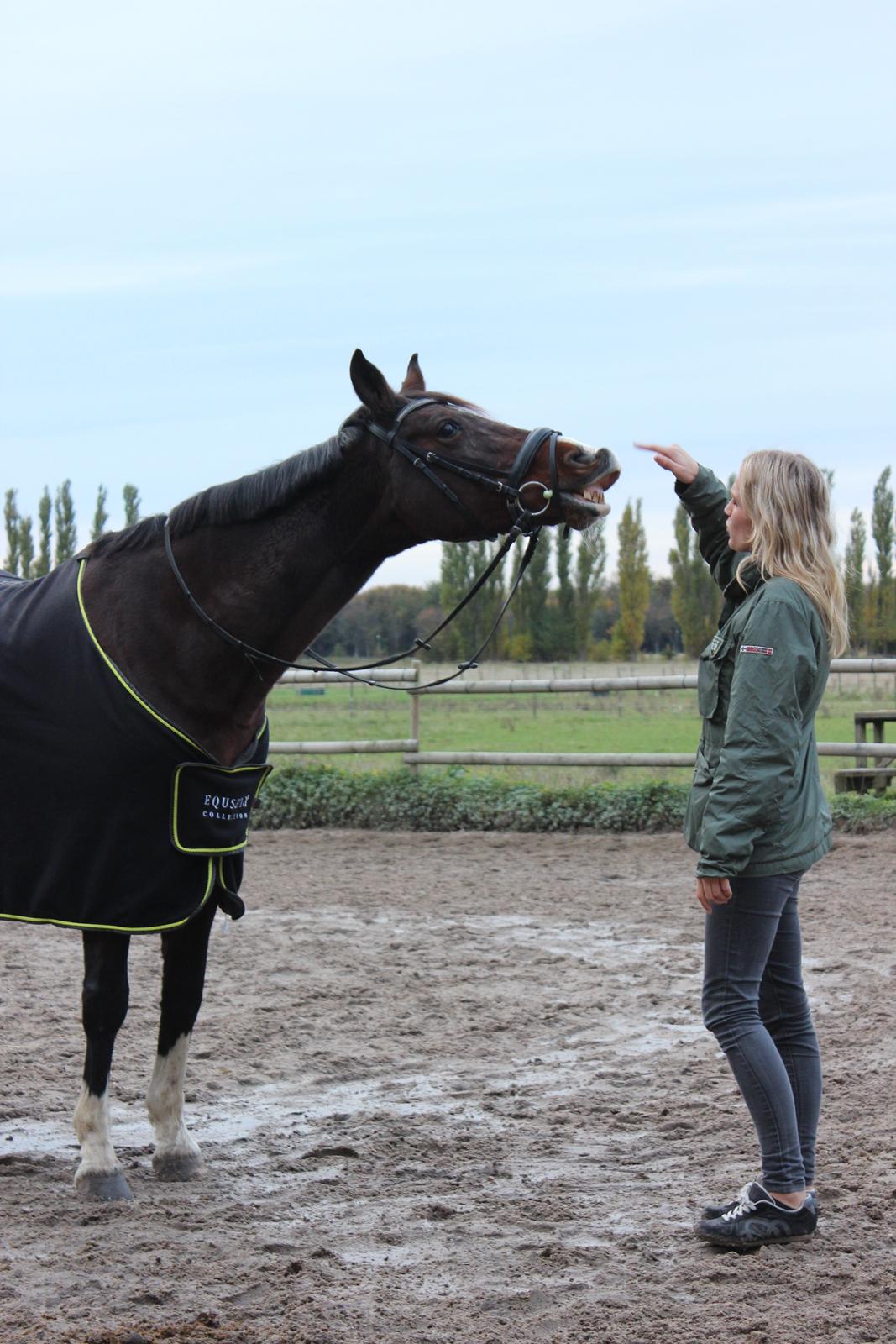 Dansk Varmblod Fantasy [Tidl. part] - En af mine sidste dage med hende. 21-10-2015 billede 20