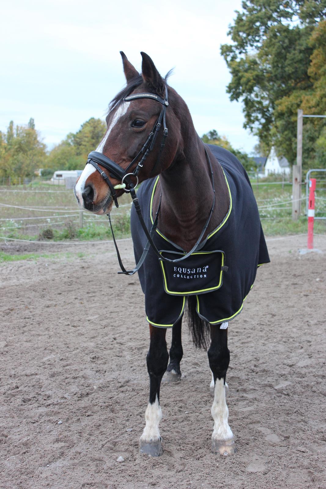 Dansk Varmblod Fantasy [Tidl. part] - En af mine sidste dage med hende. 21-10-2015 billede 8