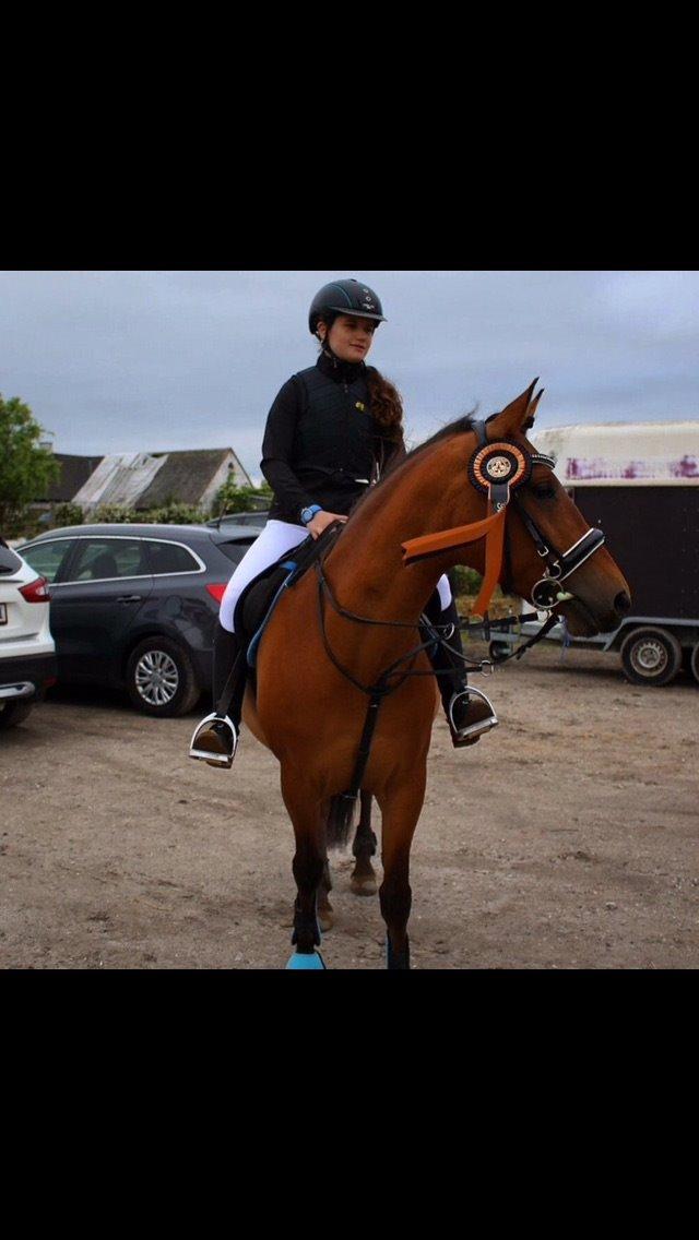 Pinto Araber Lotus Lana - Spring på Tømmerup <3 billede 5