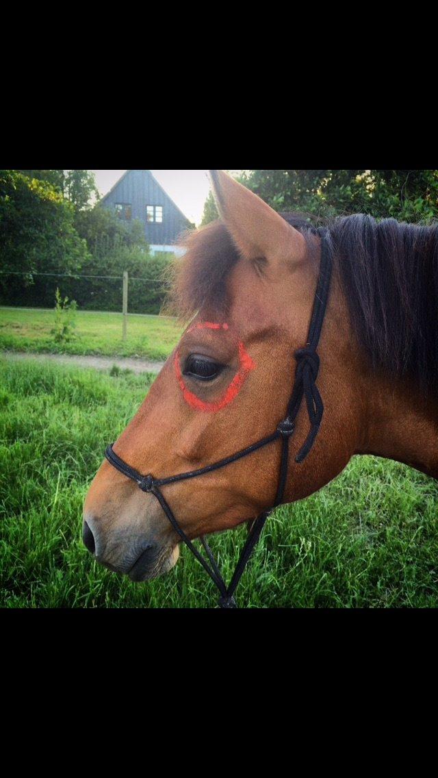 Pinto Araber Lotus Lana billede 6