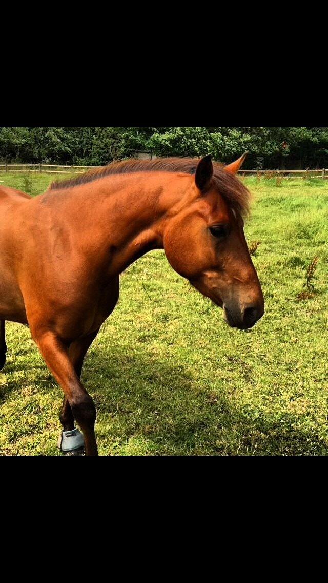 Pinto Araber Lotus Lana billede 11