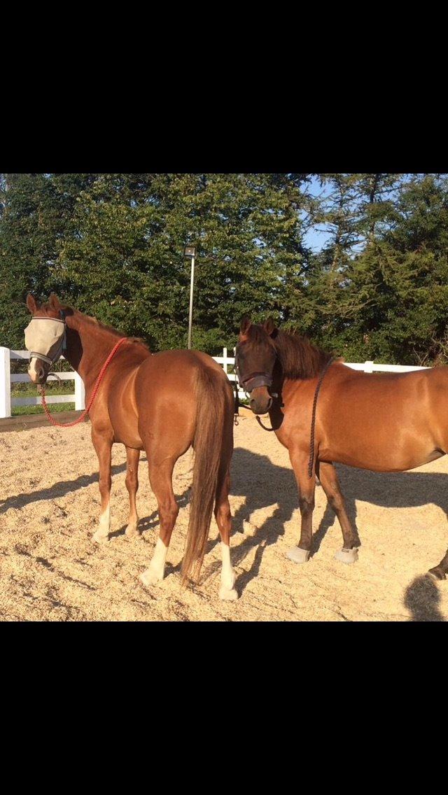 Pinto Araber Lotus Lana - Lana og hendes kæreste Amar :) billede 12