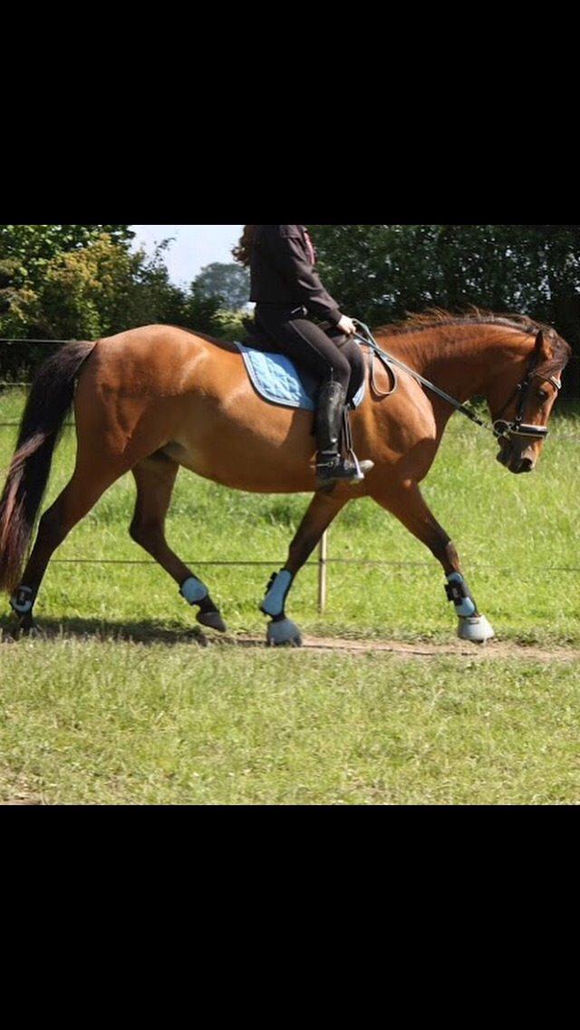 Pinto Araber Lotus Lana billede 8