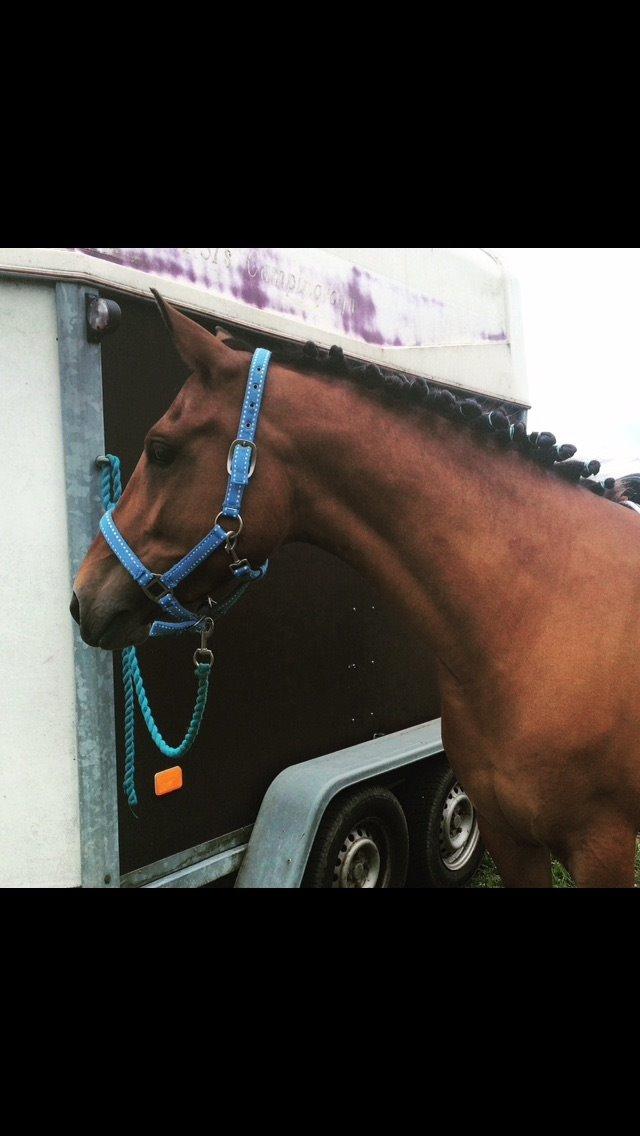 Pinto Araber Lotus Lana billede 10