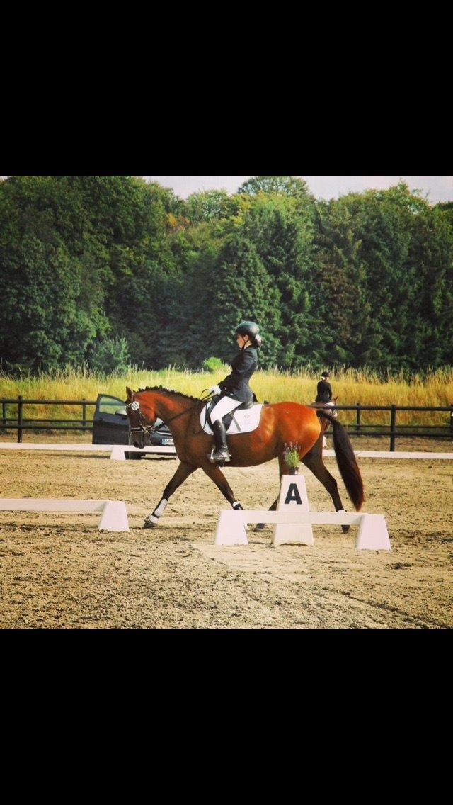 Pinto Araber Lotus Lana billede 13