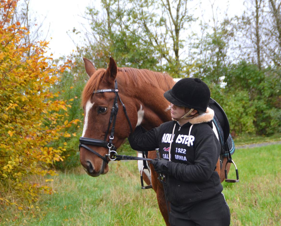 Pinto Hedens maki [HIMELHEST] billede 6