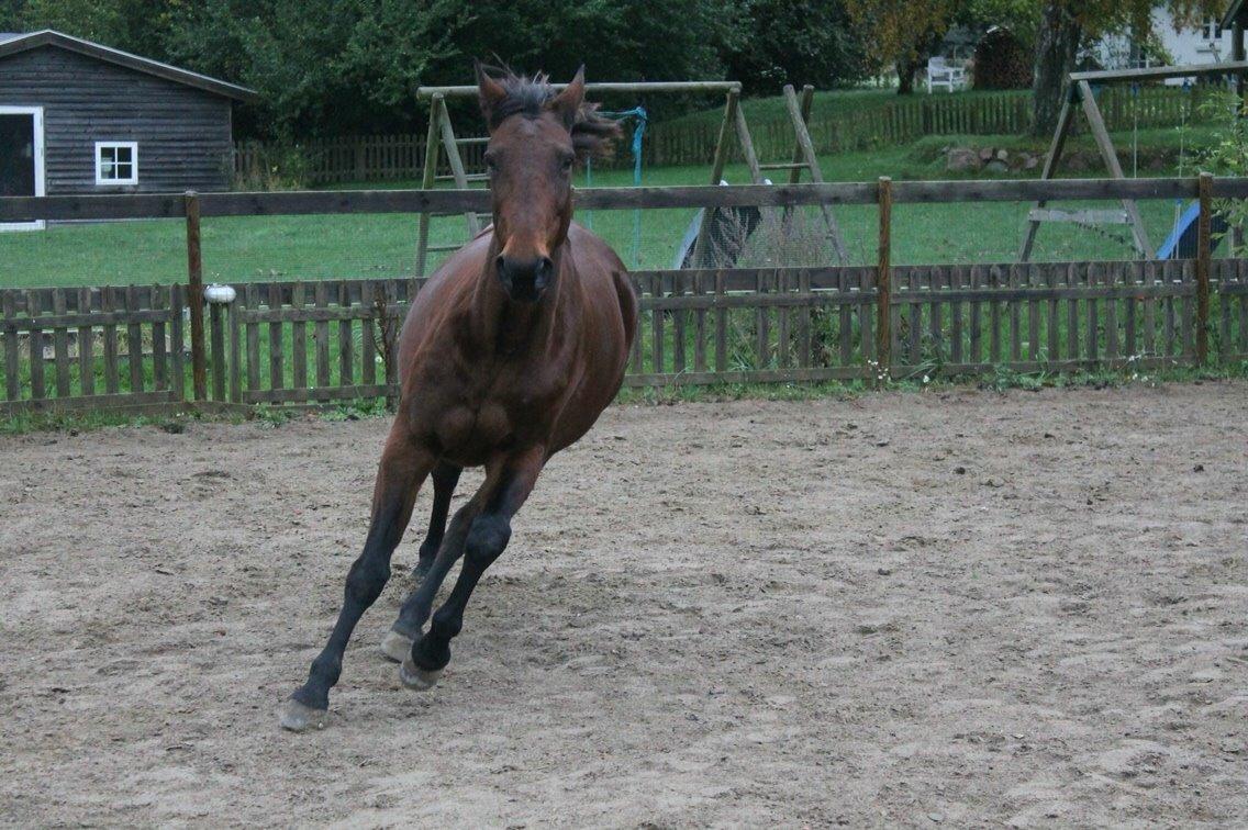 Traver Lady Barca billede 12